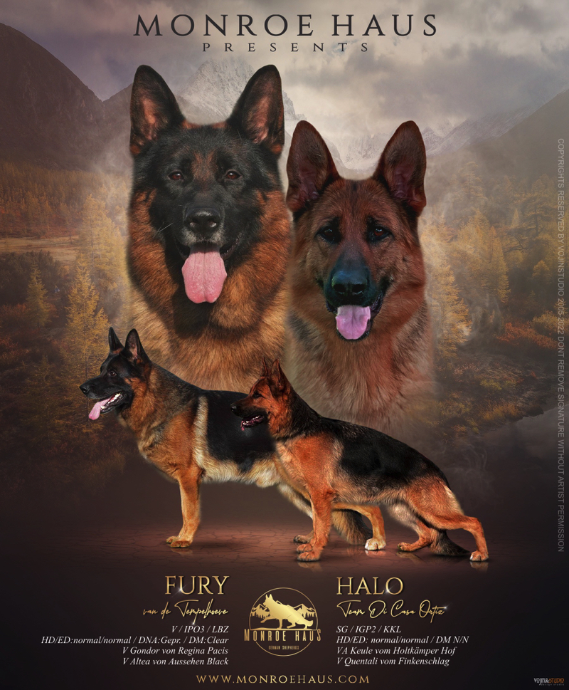HaloFury Poster