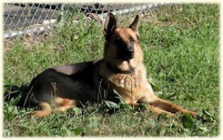 Home - Monroe Haus German Shepherds