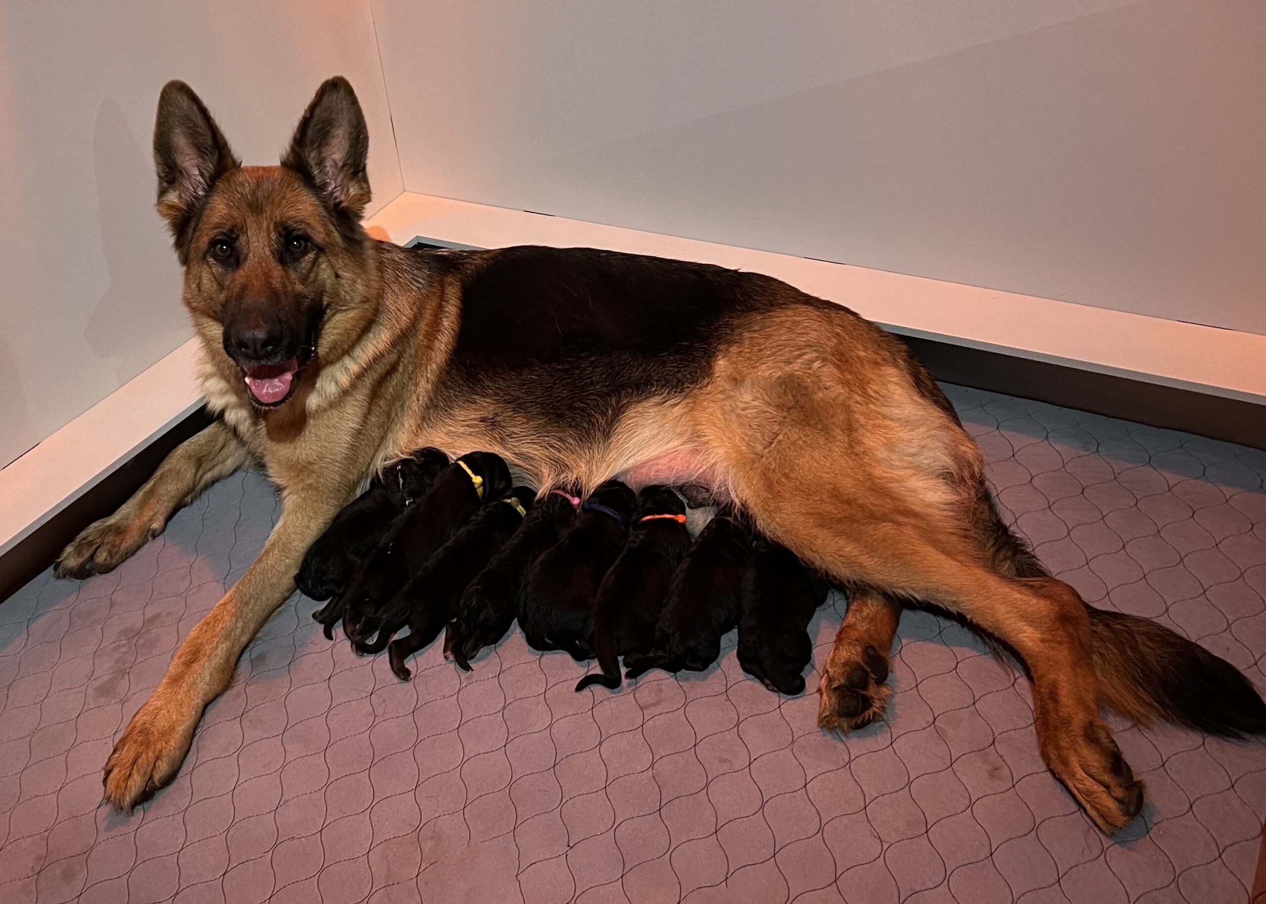 X Litter 2/1