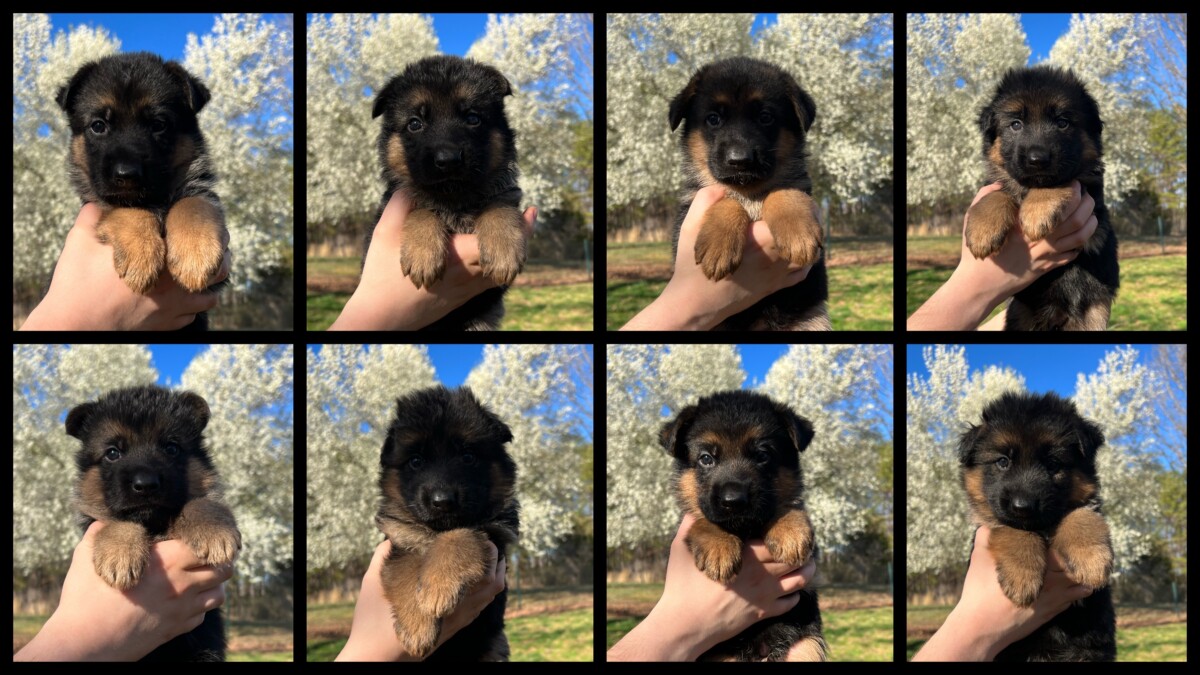 Puppies For Sale Monroe Haus German Shepherds