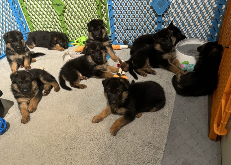 Puppies For Sale Monroe Haus German Shepherds