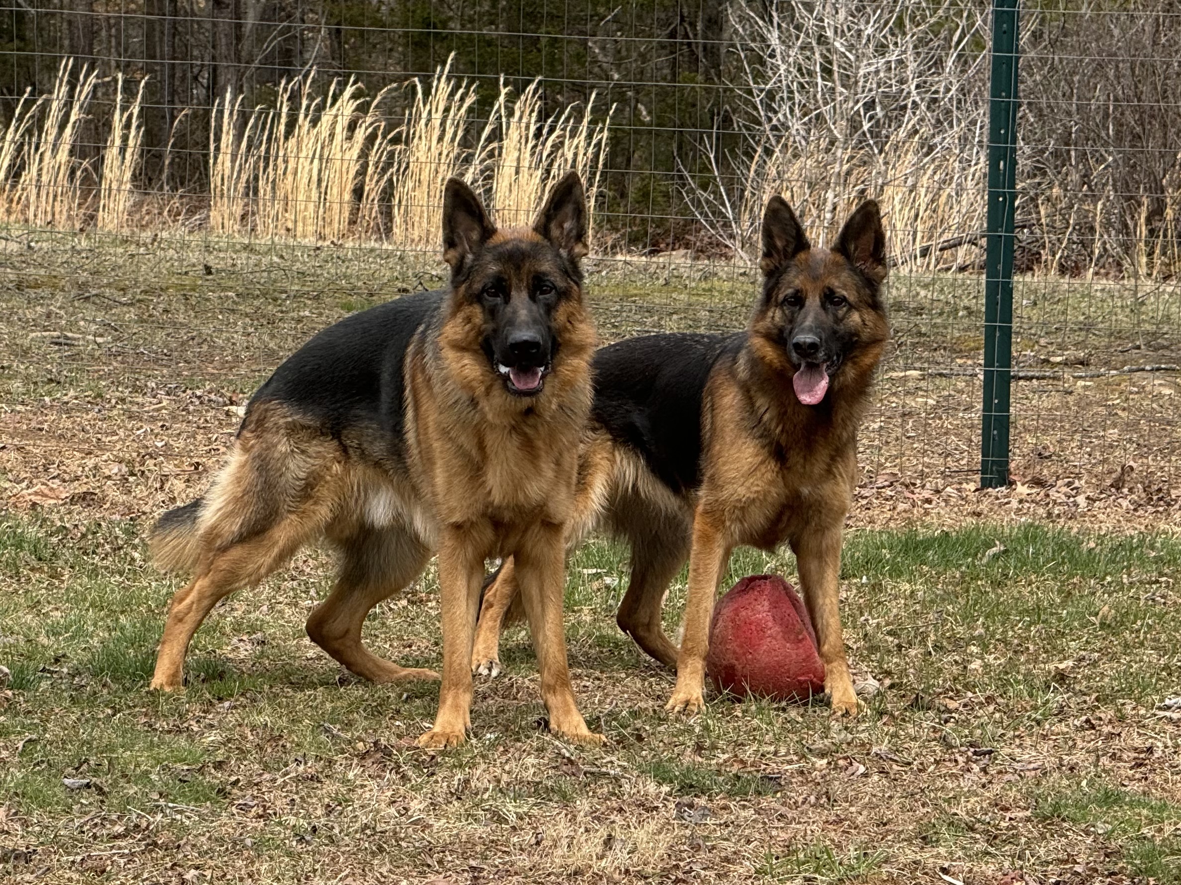 Jynx & Nova