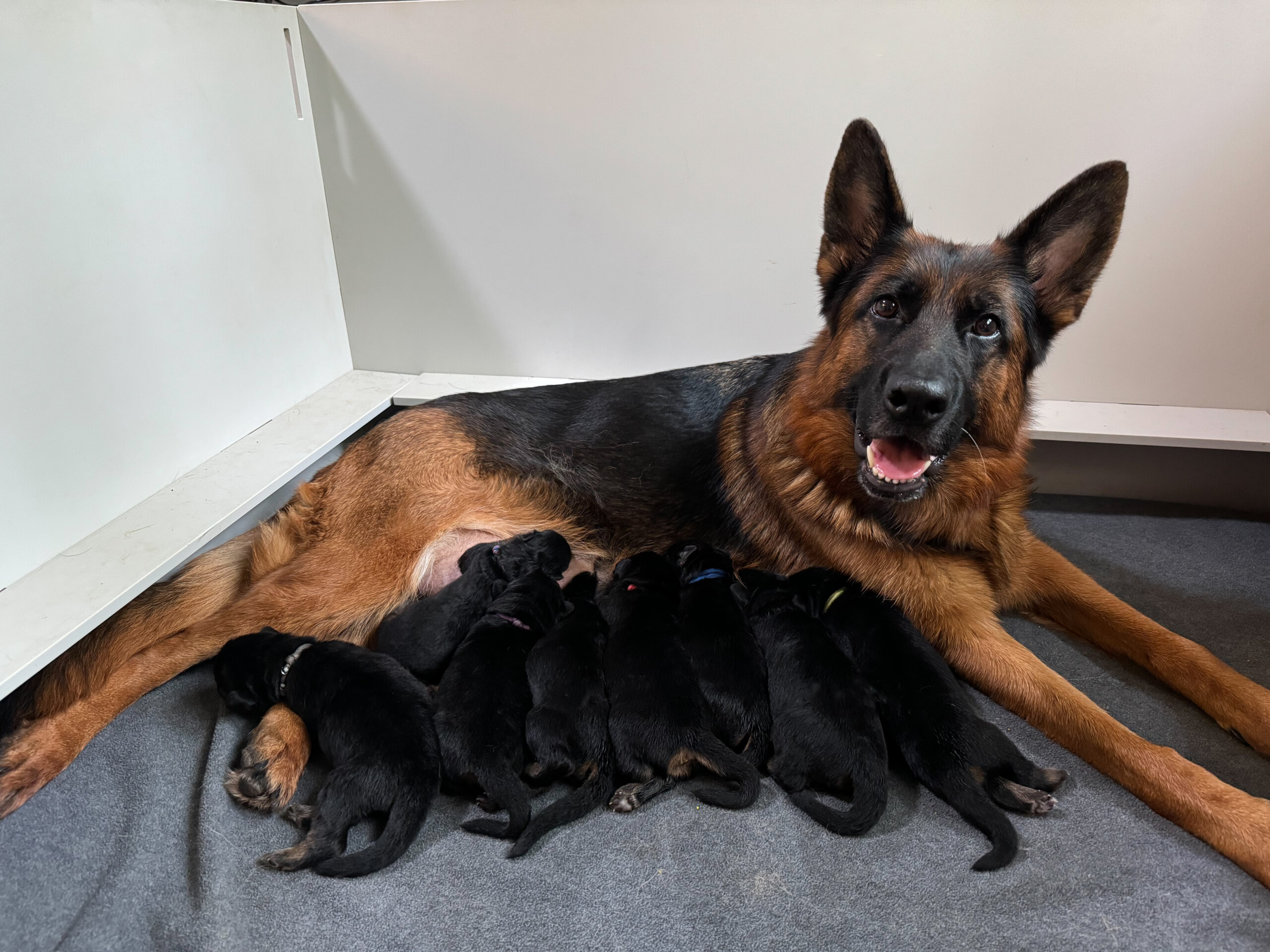D2 Litter – 1 Week