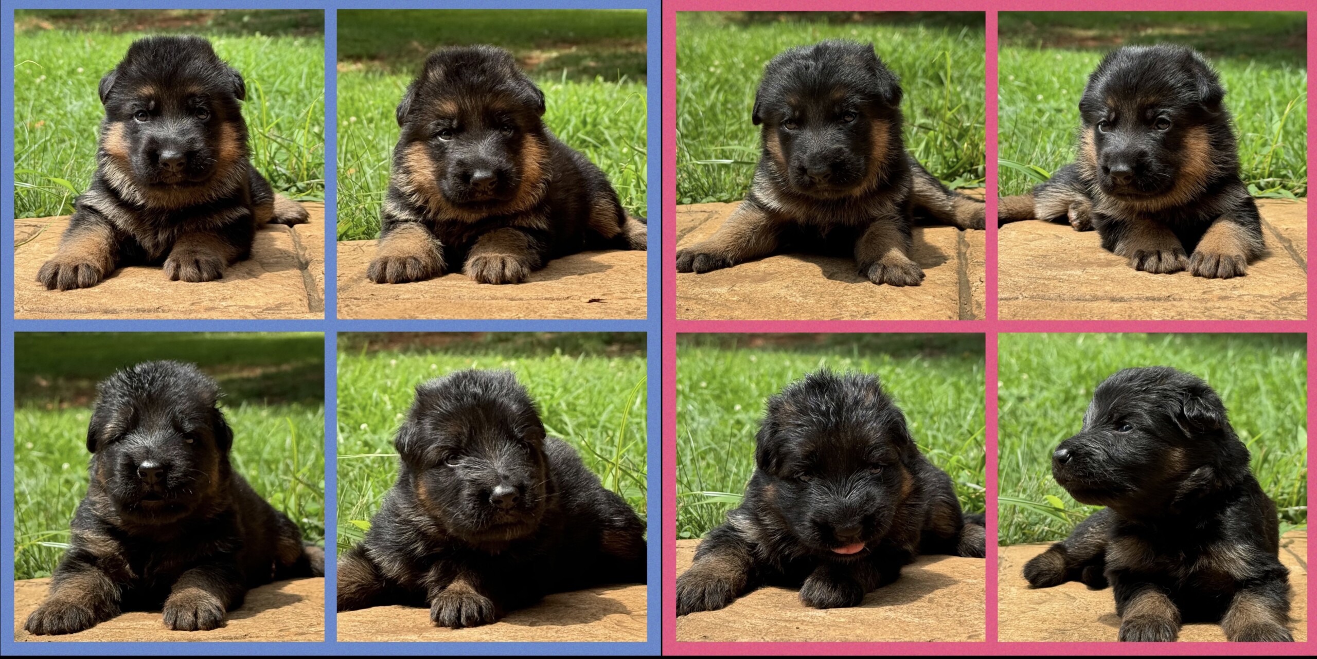 D2 Litter – 3 weeks 2