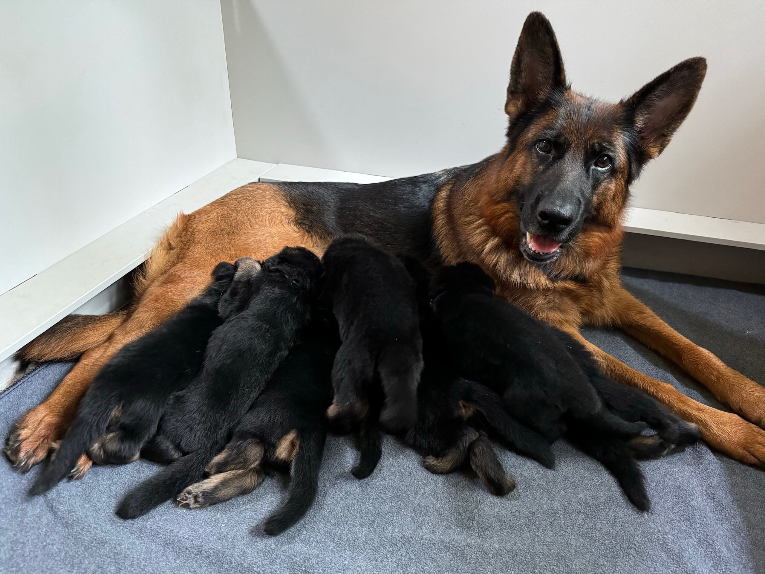 D2 Litter – 3 weeks