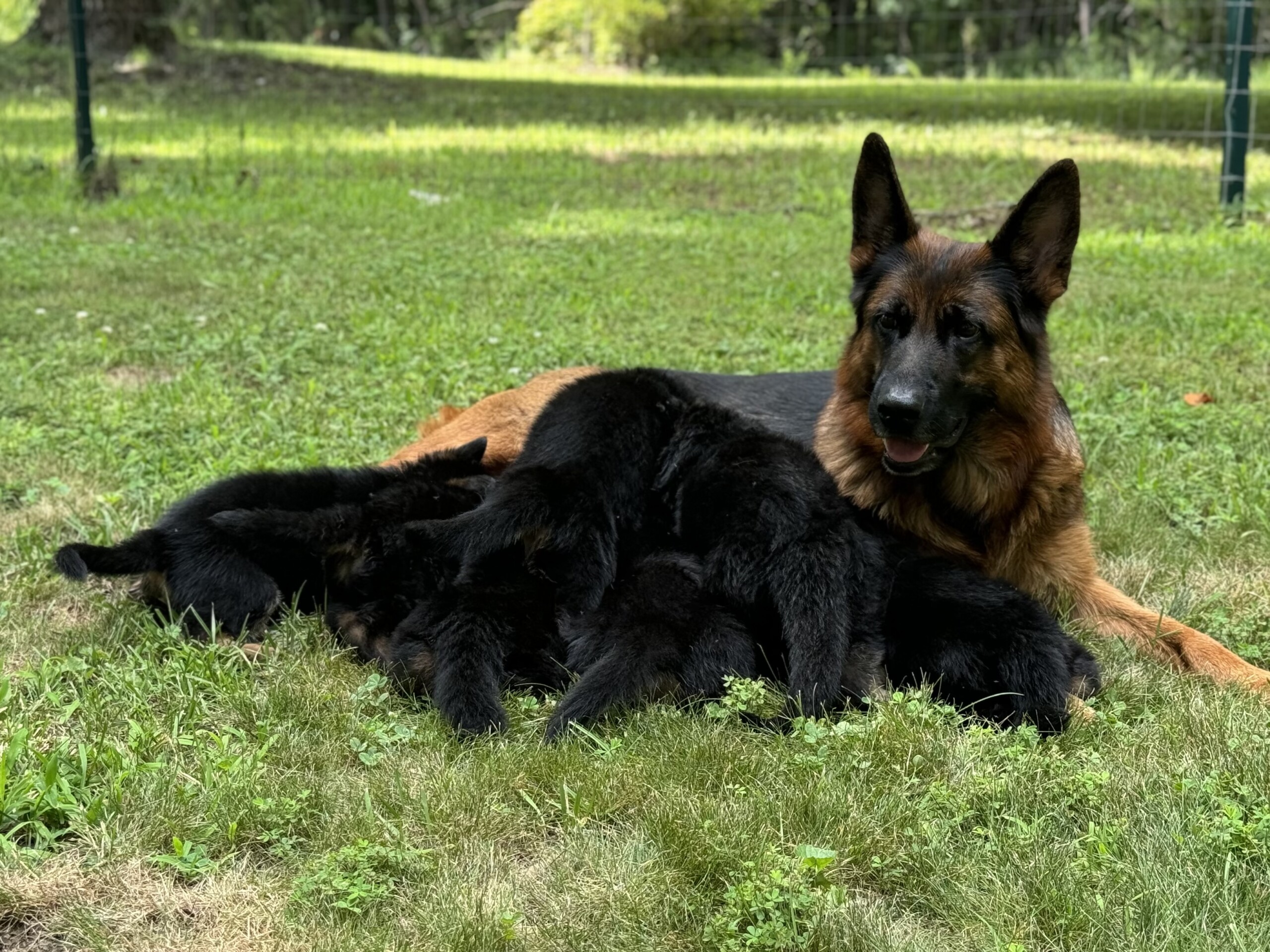 D2 Litter – 5 Weeks