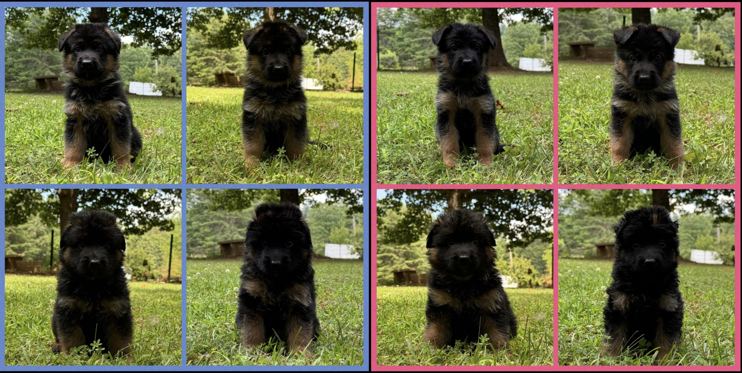 D2 Litter – 5 Weeks 2