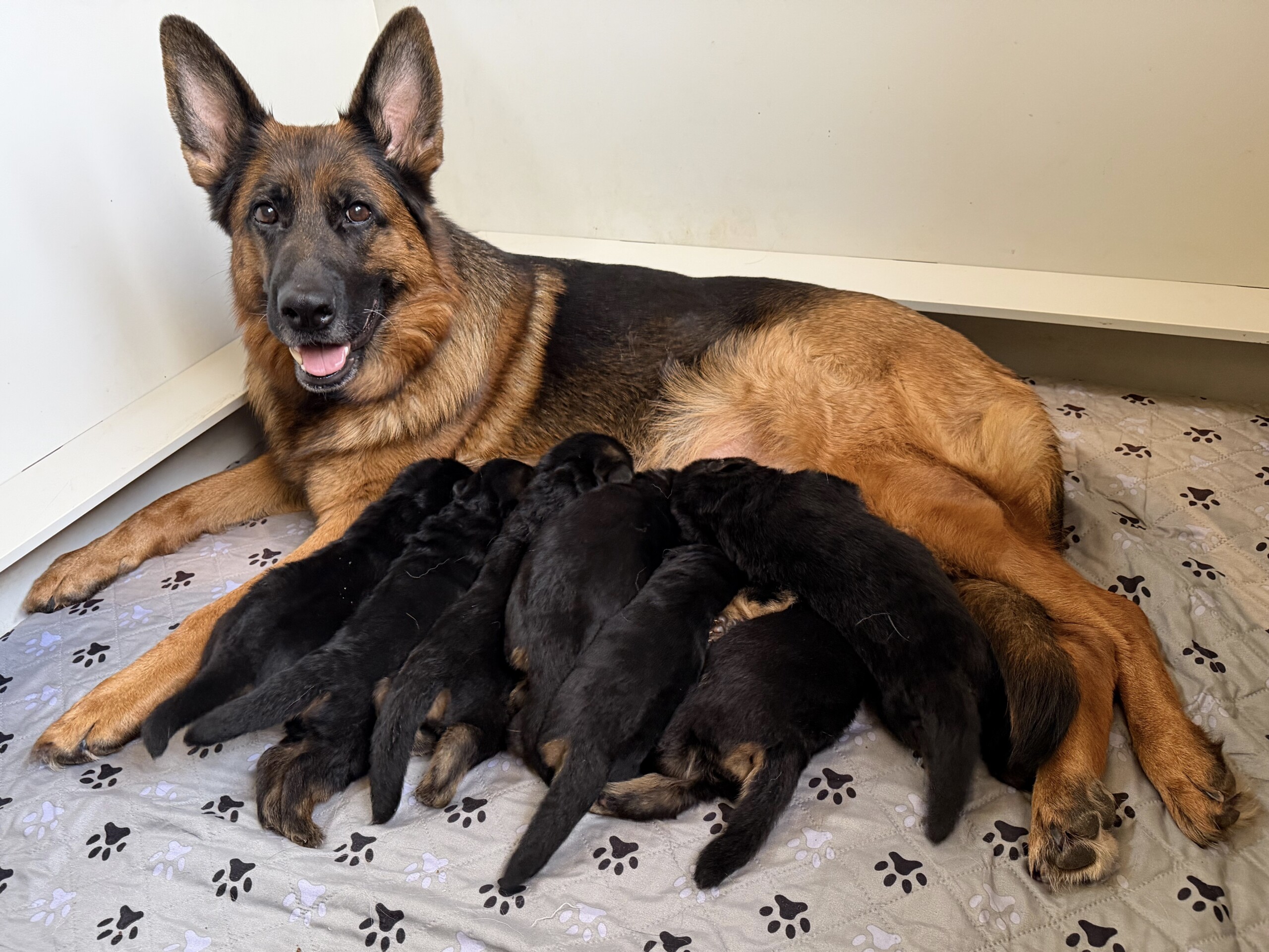 E2 Litter – 2 weeks