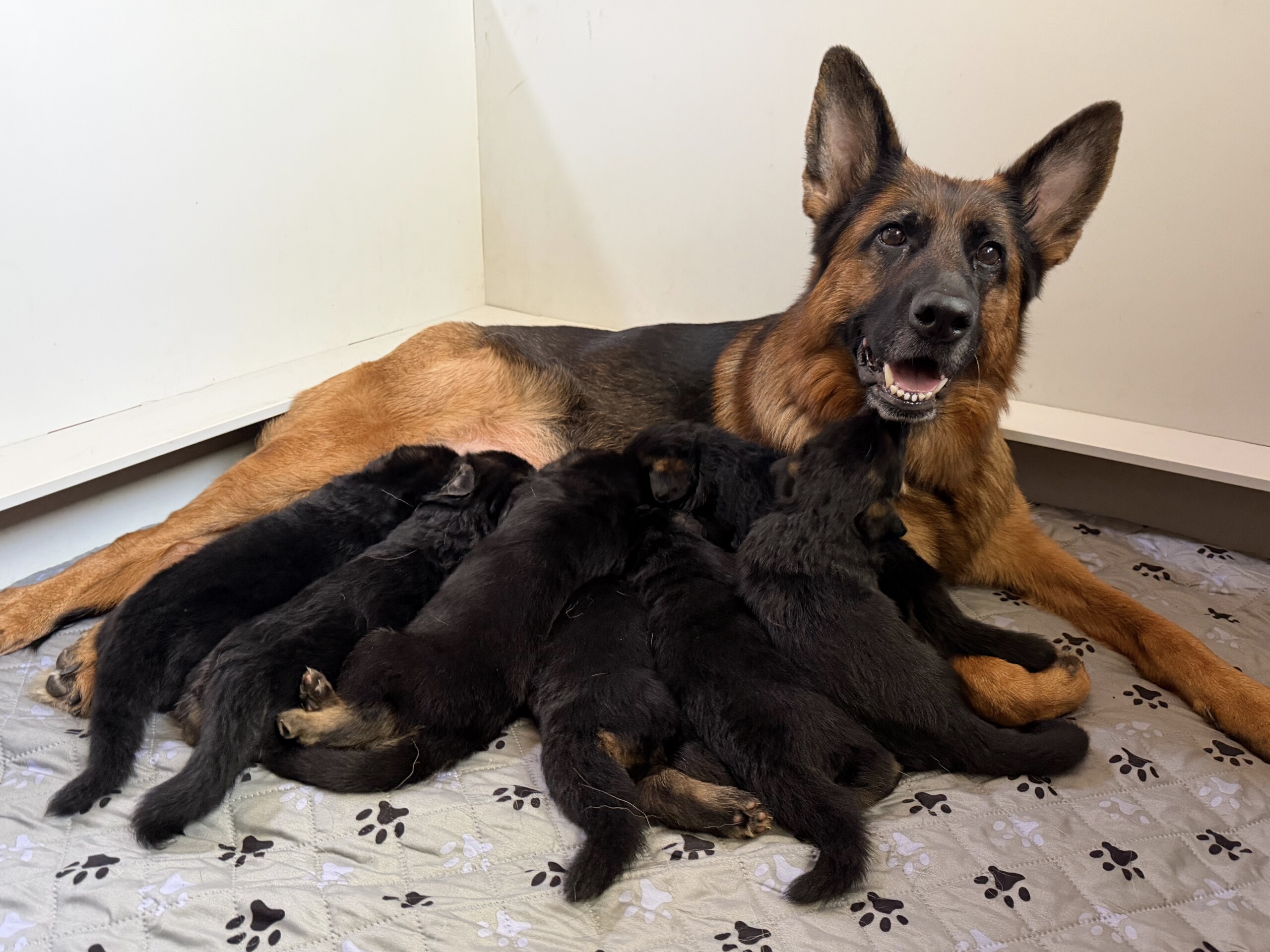 E2 Litter – 3 weeks